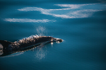 bottlenose dolphins, Latin called Tursiops truncatus, in open water