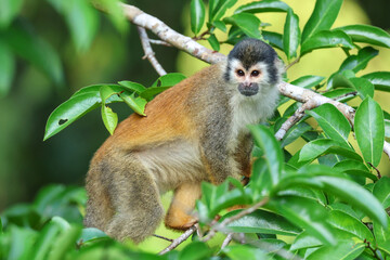 Obraz premium Central American Squirrel Monkey perched on branch in Costa Rica