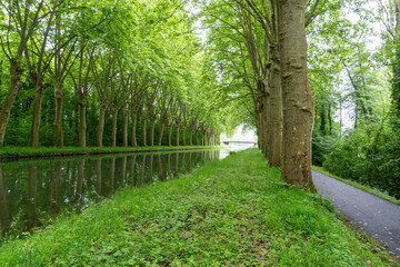 Canal du Rh&ocirc;ne au Rhin tree lined path