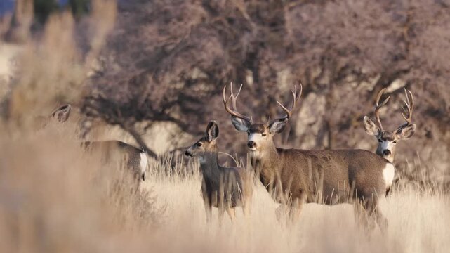 4k video of a herd of mule deer in Southern Ut. USA watching the camera before some of them move off to the right with two young buck sparring briefly. 