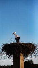 Wei&szlig;st&ouml;rche (Ciconia ciconia), Silves, Algarve
