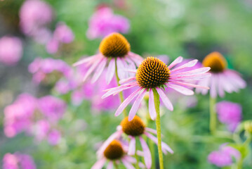 Closeup of purple coneflower outdoors