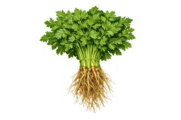 Fresh organic parsley bunch with roots, vibrant green herb for healthy cooking and culinary flavoring on transparent background