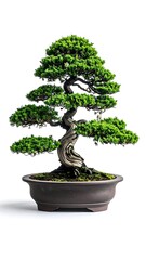 Elegant Bonsai Tree - A Symbol of Harmony and Serenity.