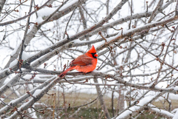 Red Male Northern Cardinal Sitting In Winter Snow Covered Tree