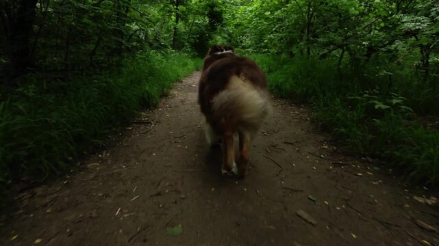 An Australian Shepherd runs along a narrow forest trail, rear view in motion. Active dog exploring nature, showing freedom, energy, and outdoor lifestyle during a walk in the woods