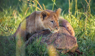 Lion Cub Playing Masai mara, Africa wildlife
