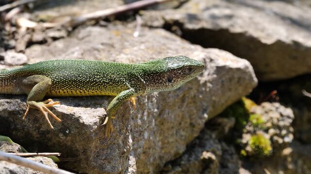 European green lizard female sunbathing in the morning (Lacerta viridis)