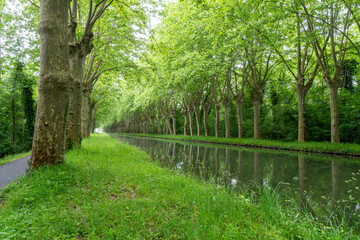 Canal du Midi plane trees reflecting in tranquil water
