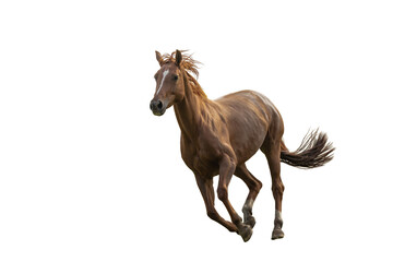 Fototapeta premium Pferd in vollem Galopp in der Schwebephase von schräg vorne, freigestellt