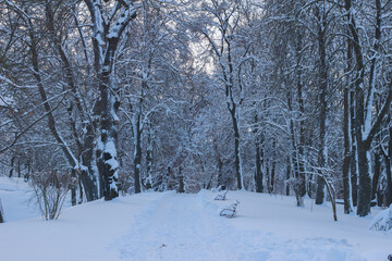 Snowy Winter Park with Deep Snowdrifts and Frozen Trees