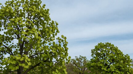 Obraz premium Looking up at maple trees with light green leaves against a blue and cloudy sky