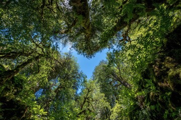 Obraz premium Romantic forest scene with sunlight through a heart-shaped canopy gap