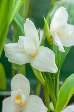 Lycaste orchid with creamy white flowers and soft yellow center, thick smooth petals and upright stems, surrounded by lush green leaves and natural blurred background.