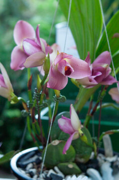 Pink Lycaste orchid with tulip-shaped flowers, smooth curved petals and yellow throat, blooming on upright stems with broad green leaves, photographed in greenhouse conditions.