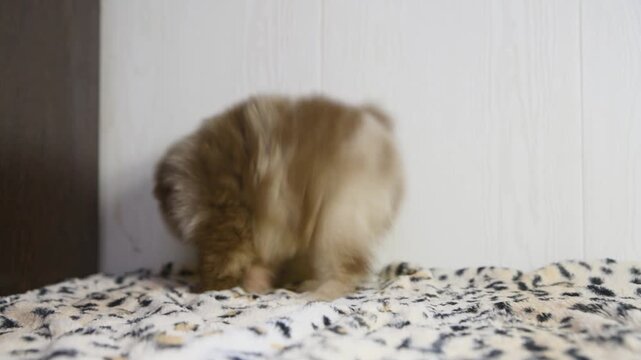 Fluffy pomeranian spitz puppy exploring soft leopard print blanket indoors