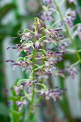 Close view of dendrobium orchid inflorescence showing repeating small flowers with curled sepals,...
