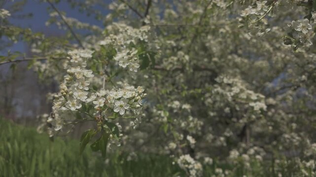 Panorama of blooming Mahaleb cherry or St Lucie cherry (Prunus mahaleb) with white flowers, slow motion