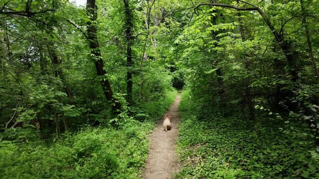 Australian shepherd running along a narrow forest trail surrounded by lush green foliage, outdoor nature scene with active dog movement and woodland atmosphere