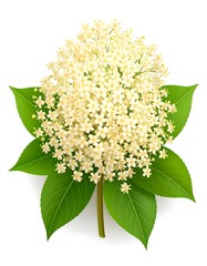 Elegant Elderflower Blossom - A Delicate Display of Natures Beauty.