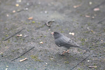 Dark-eyed Junco perched  on a roof