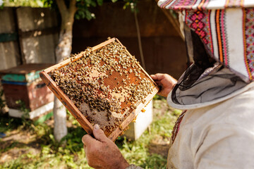 Beekeeper inspecting honeycomb frame with bees during outdoor apiary check