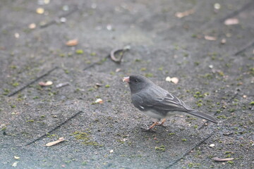 Dark-eyed Junco perched  on a roof