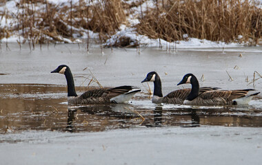 Canada geese  (Branta canadensis) swimming on a frozen pond