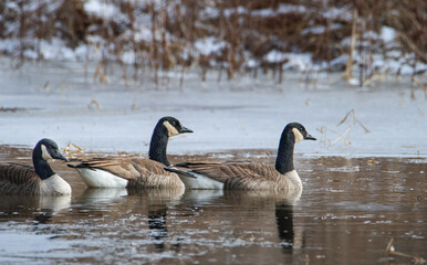 Canada geese  (Branta canadensis) on a frozen pond