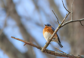 Eastern Bluebird (Sialia sialis) male