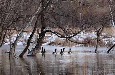 A flock of Canada Geese swimming  on a river in winter
