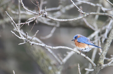 Male bluebird sitting on a branch