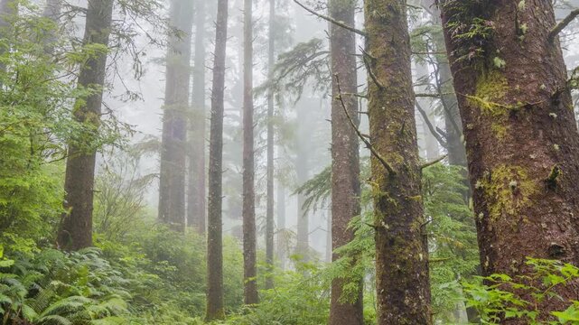 Eerie and atmospheric footage of a dense, foggy forest along the Cape Lookout Trail in coastal Oregon. Tall evergreen trees, including Douglas firs, rise into the mist, surrounded by lush green underg