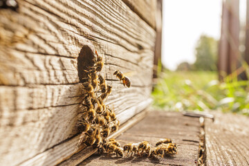 Honey Bees at Beehive Entrance on Wooden Hive, Pollination Awareness Banner