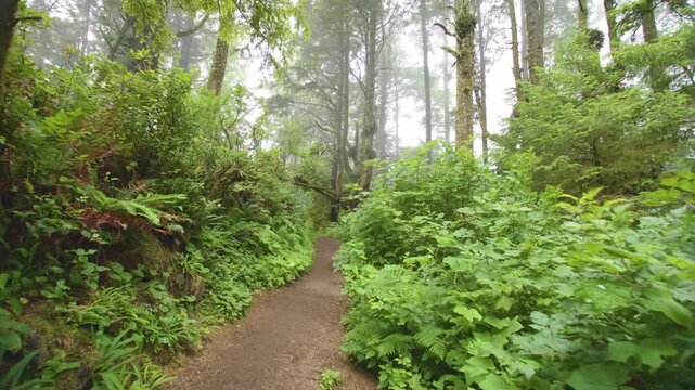 Footage of a person walking along the Cape Lookout Trail on the northern Oregon Coast. The trail winds through dense coastal forests of old-growth Sitka spruce and hemlock trees, with a forest floor c