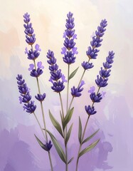 Lavender Blooms - Aromatic Purple Flowers in Delicate Detail.