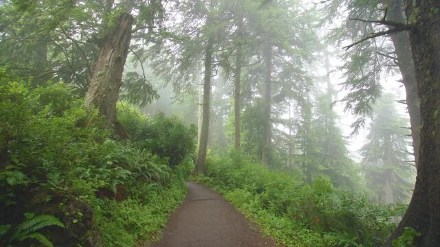 Footage of a person hiking along a narrow, root-filled trail through a dense, lush old-growth forest at Cape Lookout State Park in Tillamook, Oregon. The atmosphere is moody and serene, with fog drift