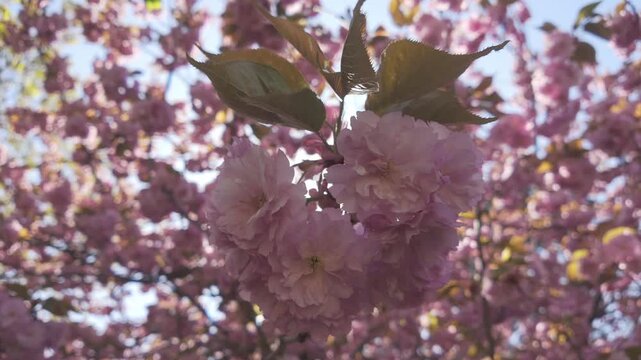 Camera moves around below the branch covered in deep pink flowers on a blooming Japanese cherry tree (Prunus serrulata) in blue sky background