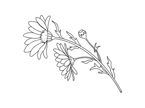 Two daisies and bud line art daisy flower