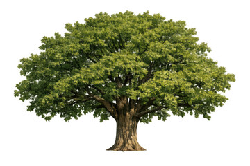 Fototapeta premium Green foliage oak tree on transparent background providing natural element for design and environmental themes