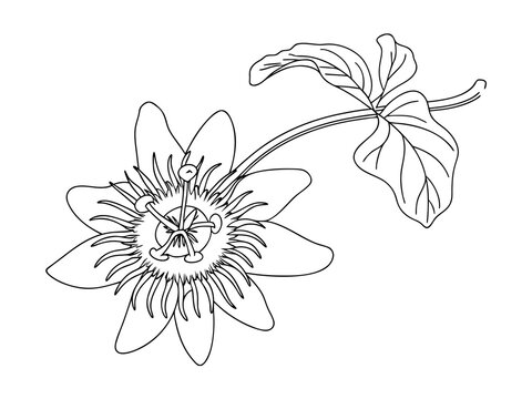 Passion flower and leaves line art passiflora bloom