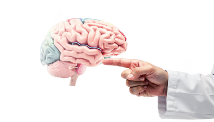 Neurologist hand pointing at 3D brain model floating on white screen emphasizing patientspecific memory function and stability in neurological assessment.
