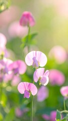 Delicate Pink Sweet Pea Flowers in Soft Sunlight.