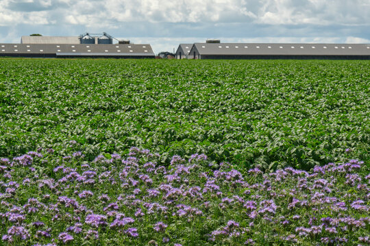 A field of purple Phacelia plants under a cloudy sky, This plant is often visited by honeybees and bumblebees. In the background a modern farm in Friesland The Netherlands.