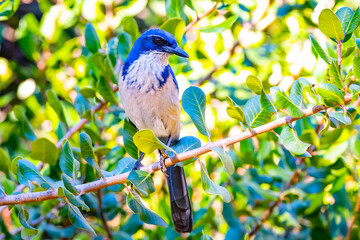 Obraz premium Island Scrub Jay Portrait on Santa Cruz Island