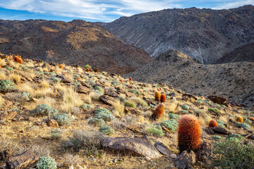 Scenic Joshua Tree National Park Sunset with Barrel Cactus