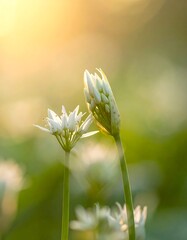 Delicate White Wild Garlic Flowers in a Natural Setting.