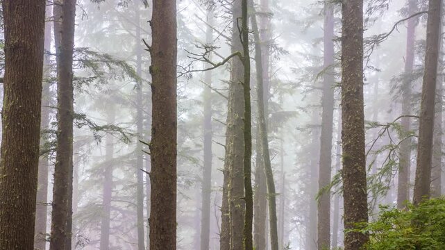 Eerie and atmospheric view of tall evergreen trees shrouded in thick fog along the Cape Lookout Trail in the Oregon Coast Range. A lush green undergrowth is visible at the base of the trees, creating 