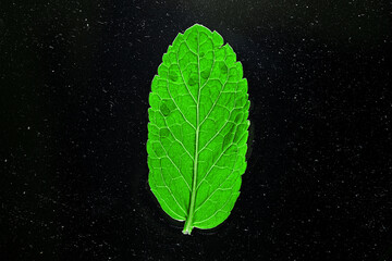 A mint leaf is shown on a black background © Levon