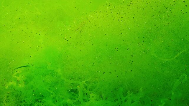 Close-up of carpet woven from finest threads of Cladophora green alga and Green Sea Gutweed, Ulva with small mollusks on them. Natural underwater scene of seaweed illuminated by sunlight